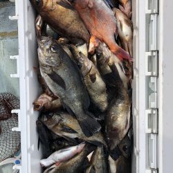 フィッシング キッタカ 釣果