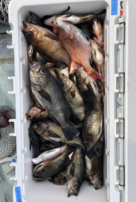 フィッシング キッタカ 釣果