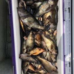 フィッシング キッタカ 釣果