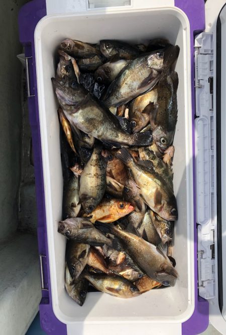 フィッシング キッタカ 釣果