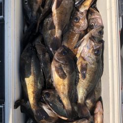 フィッシング キッタカ 釣果