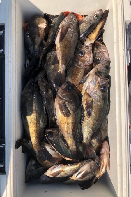 フィッシング キッタカ 釣果