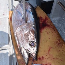 渡船屋たにぐち 釣果