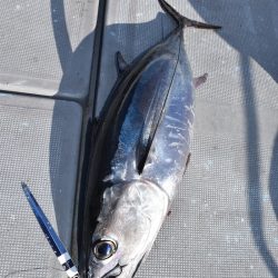 渡船屋たにぐち 釣果