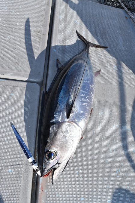 渡船屋たにぐち 釣果