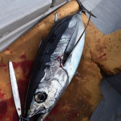 渡船屋たにぐち 釣果