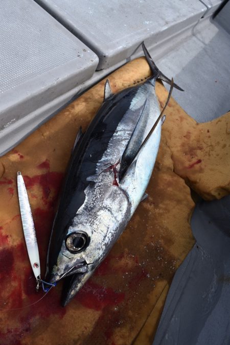 渡船屋たにぐち 釣果