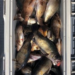 フィッシング キッタカ 釣果