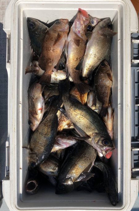 フィッシング キッタカ 釣果