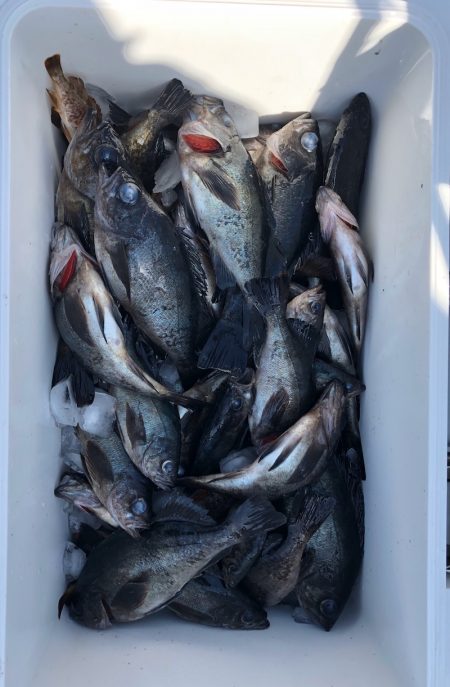 フィッシング キッタカ 釣果