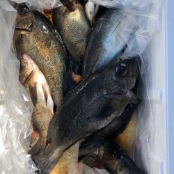 フィッシング キッタカ 釣果