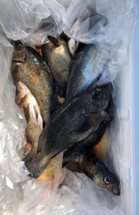 フィッシング キッタカ 釣果