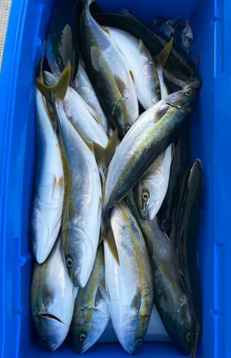 あみや渡船 JIGBOY 釣果