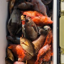 フィッシング キッタカ 釣果