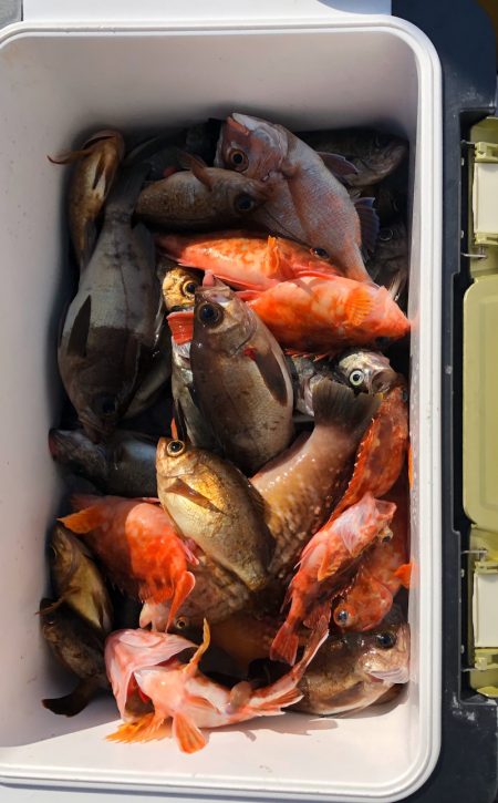 フィッシング キッタカ 釣果