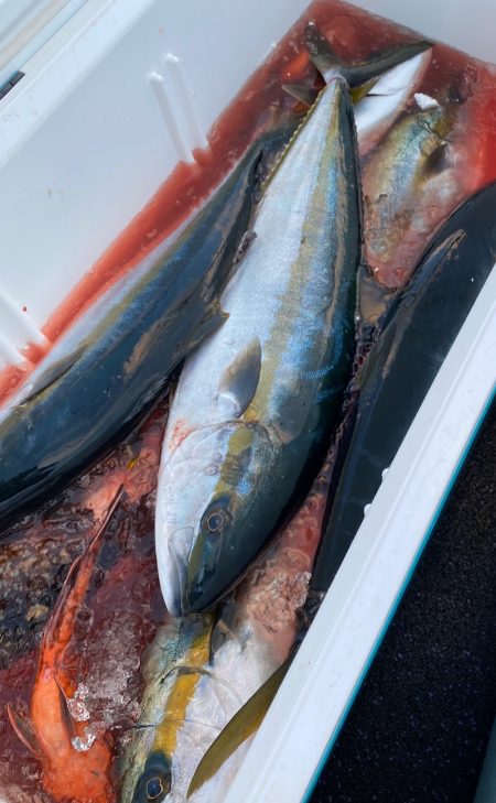 あみや渡船 JIGBOY 釣果