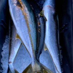 あみや渡船 JIGBOY 釣果