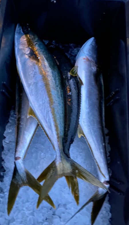 あみや渡船 JIGBOY 釣果