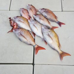 マリンガイド福丸 釣果