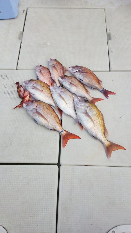 マリンガイド福丸 釣果