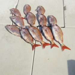 マリンガイド福丸 釣果