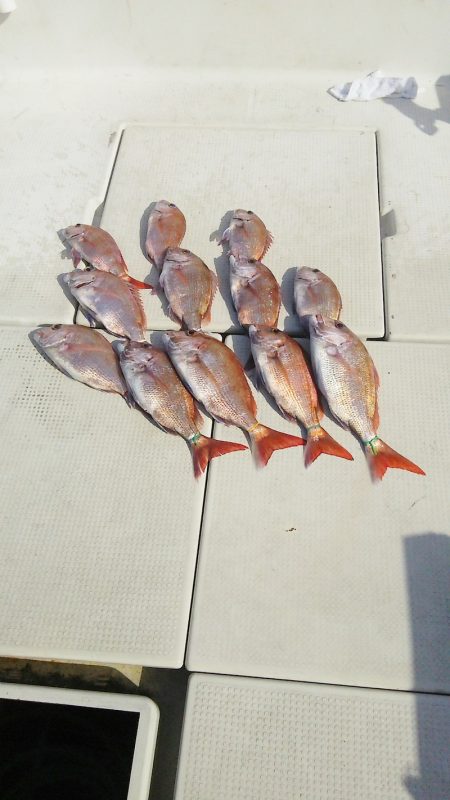 マリンガイド福丸 釣果