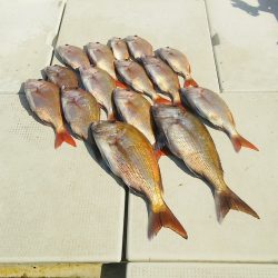 マリンガイド福丸 釣果