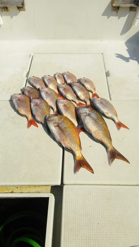 マリンガイド福丸 釣果