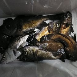 フィッシングガイド りょう 釣果