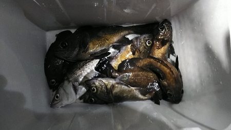 フィッシングガイド りょう 釣果
