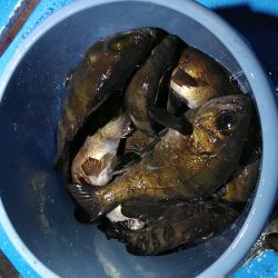 フィッシングガイド りょう 釣果