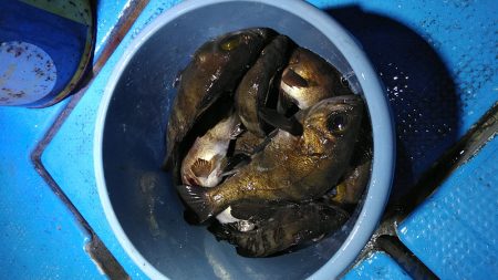 フィッシングガイド りょう 釣果