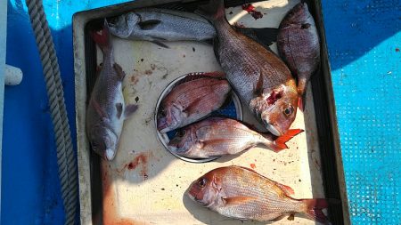 フィッシングガイド りょう 釣果