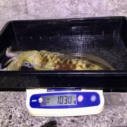 South Current 釣果