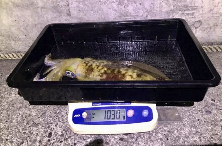 South Current 釣果