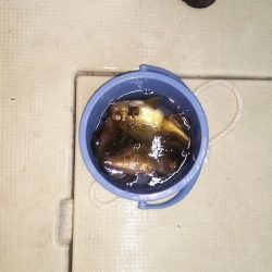 マリンガイド福丸 釣果