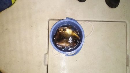 マリンガイド福丸 釣果