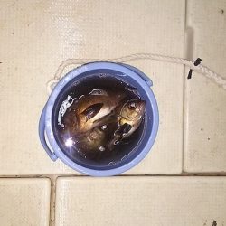 マリンガイド福丸 釣果