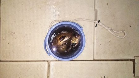 マリンガイド福丸 釣果