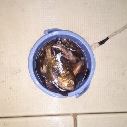 マリンガイド福丸 釣果