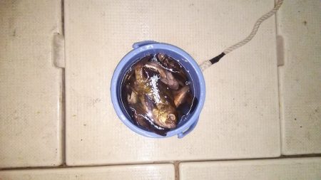 マリンガイド福丸 釣果