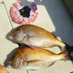 マリンガイド福丸 釣果