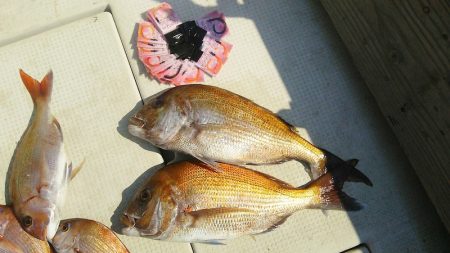 マリンガイド福丸 釣果