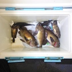 マリンガイド福丸 釣果