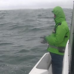 JDI Racing シールズマリンレジャー 釣果