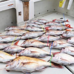 KIM Fishing Guide Service 釣果