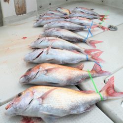 KIM Fishing Guide Service 釣果