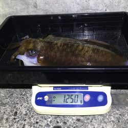 South Current 釣果