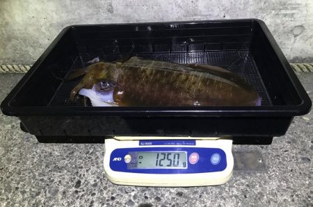 South Current 釣果