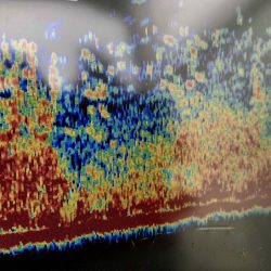 South Current 釣果